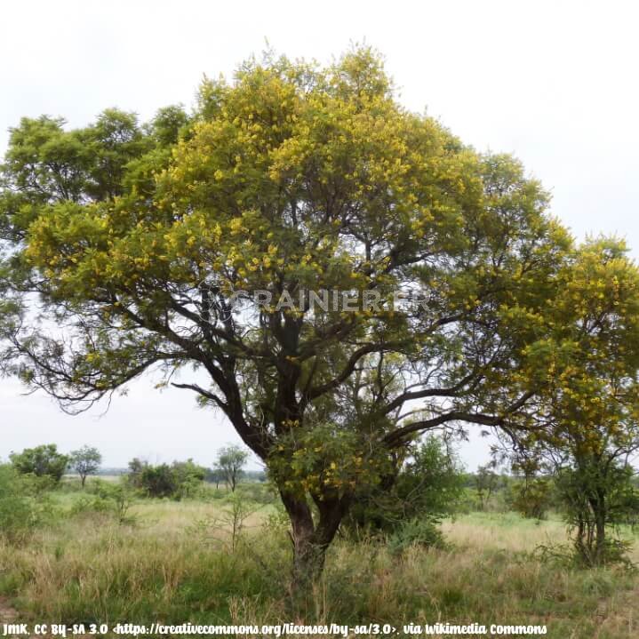 African black wood, crying acacia, peltophorum africanus image